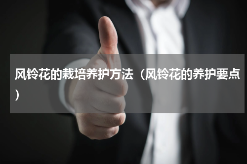 风铃花的栽培养护方法（风铃花的养护要点）
