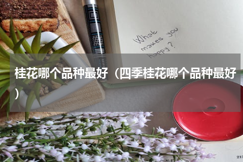 桂花哪个品种最好（四季桂花哪个品种最好）
