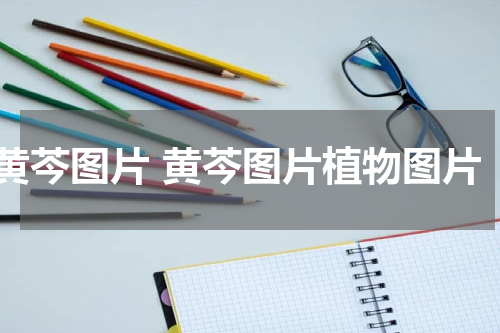 黄芩图片 黄芩图片植物图片
