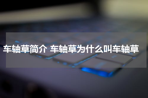 车轴草简介 车轴草为什么叫车轴草
