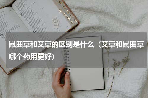 鼠曲草和艾草的区别是什么（艾草和鼠曲草哪个药用更好）