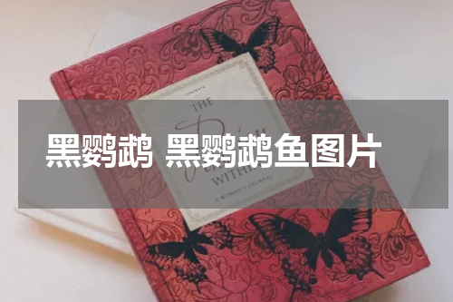 黑鹦鹉 黑鹦鹉鱼图片