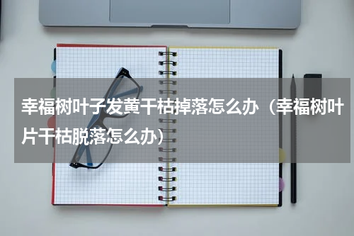 幸福树叶子发黄干枯掉落怎么办（幸福树叶片干枯脱落怎么办）