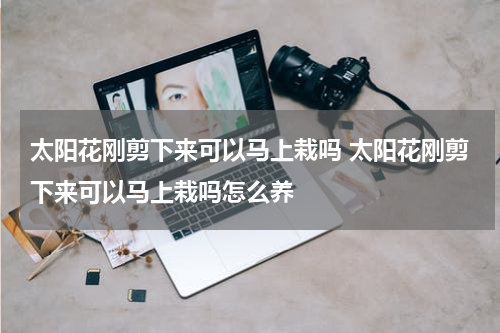 太阳花刚剪下来可以马上栽吗 太阳花刚剪下来可以马上栽吗怎么养