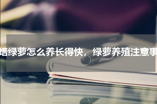 水培绿萝怎么养长得快，绿萝养殖注意事项
