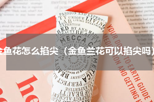 金鱼花怎么掐尖（金鱼兰花可以掐尖吗）