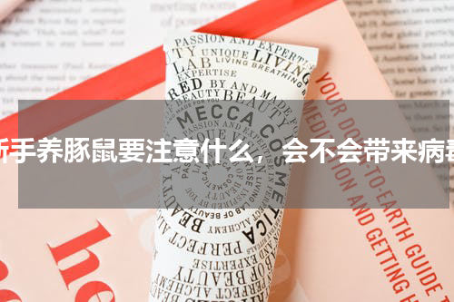 新手养豚鼠要注意什么，会不会带来病毒