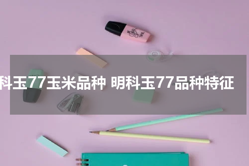 明科玉77玉米品种 明科玉77品种特征