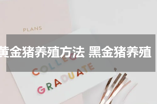 黄金猪养殖方法 黑金猪养殖