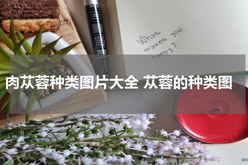 肉苁蓉种类图片大全 苁蓉的种类图