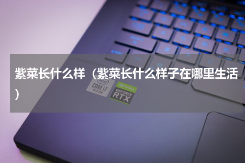 紫菜长什么样（紫菜长什么样子在哪里生活）
