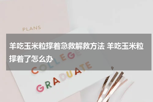羊吃玉米粒撑着急救解救方法 羊吃玉米粒撑着了怎么办