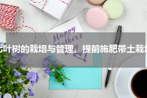 七叶树的栽培与管理，提前施肥带土栽培