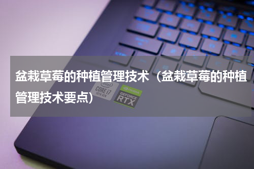 盆栽草莓的种植管理技术（盆栽草莓的种植管理技术要点）