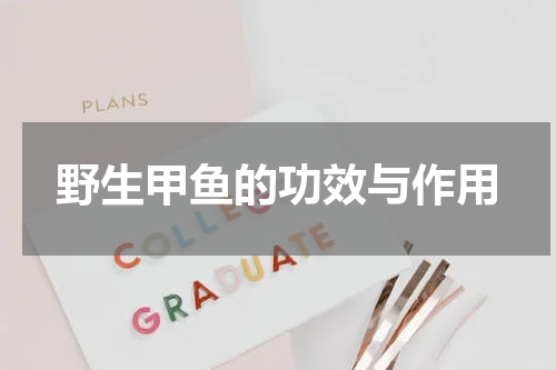 野生甲鱼的功效与作用