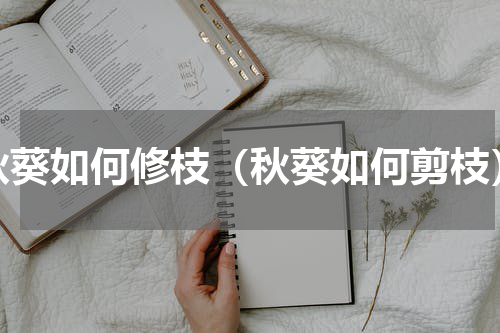 秋葵如何修枝（秋葵如何剪枝）
