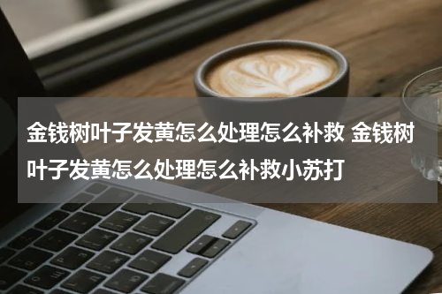 金钱树叶子发黄怎么处理怎么补救 金钱树叶子发黄怎么处理怎么补救小苏打
