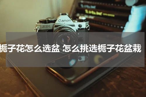 栀子花怎么选盆 怎么挑选栀子花盆栽