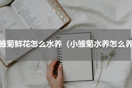 小雏菊鲜花怎么水养（小雏菊水养怎么养）