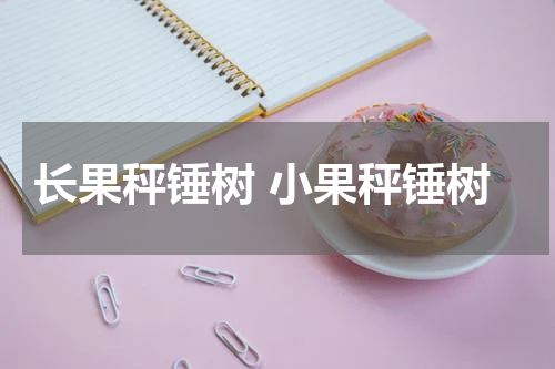 长果秤锤树 小果秤锤树