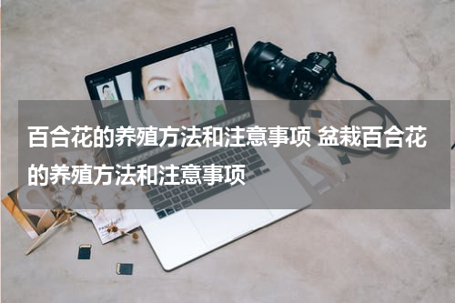 百合花的养殖方法和注意事项 盆栽百合花的养殖方法和注意事项