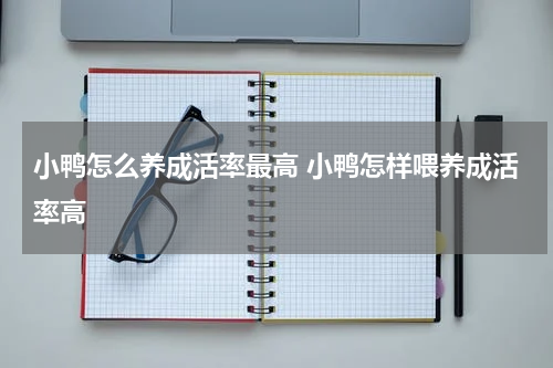 小鸭怎么养成活率最高 小鸭怎样喂养成活率高