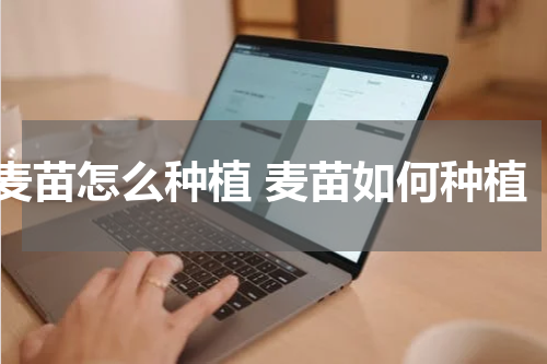 麦苗怎么种植 麦苗如何种植