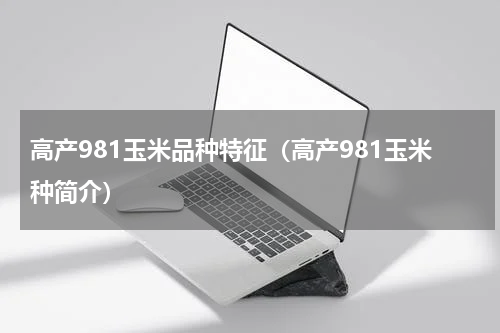 高产981玉米品种特征（高产981玉米种简介）