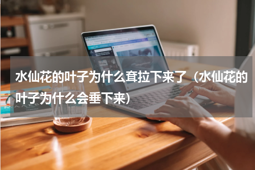 水仙花的叶子为什么耷拉下来了（水仙花的叶子为什么会垂下来）
