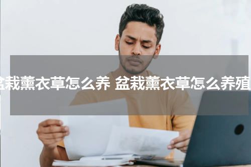 盆栽薰衣草怎么养 盆栽薰衣草怎么养殖