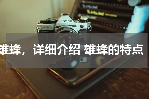 雄蜂，详细介绍 雄蜂的特点