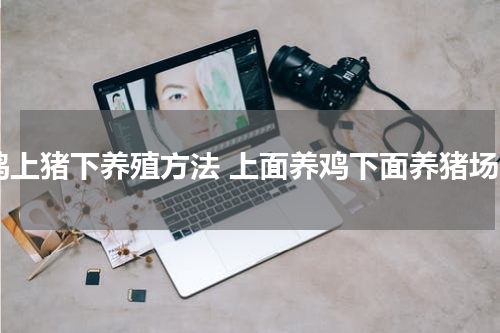 鸡上猪下养殖方法 上面养鸡下面养猪场