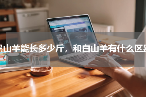 黑山羊能长多少斤，和白山羊有什么区别