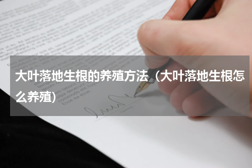 大叶落地生根的养殖方法（大叶落地生根怎么养殖）