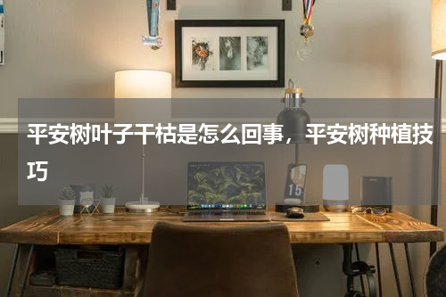 平安树叶子干枯是怎么回事，平安树种植技巧