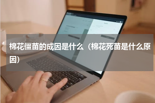 棉花僵苗的成因是什么（棉花死苗是什么原因）