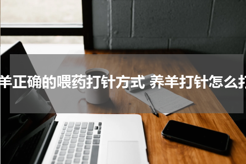 养羊正确的喂药打针方式 养羊打针怎么打