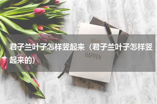 君子兰叶子怎样竖起来（君子兰叶子怎样竖起来的）