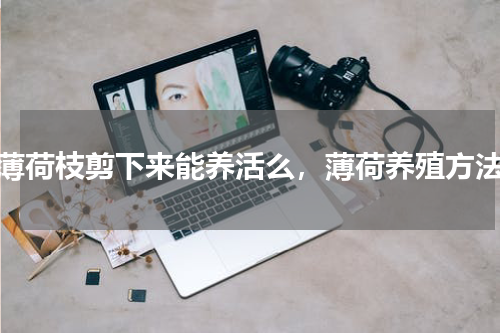 薄荷枝剪下来能养活么，薄荷养殖方法
