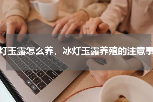 冰灯玉露怎么养，冰灯玉露养殖的注意事项