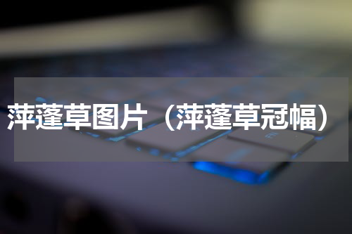 萍蓬草图片（萍蓬草冠幅）