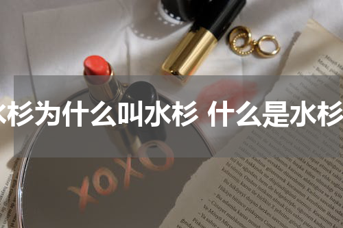 水杉为什么叫水杉 什么是水杉