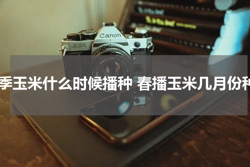 春季玉米什么时候播种 春播玉米几月份种