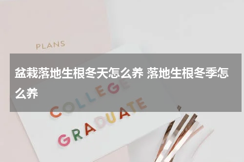 盆栽落地生根冬天怎么养 落地生根冬季怎么养