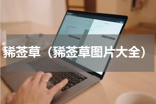 豨莶草（豨莶草图片大全）