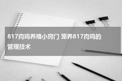 817肉鸡养殖小窍门 笼养817肉鸡的管理技术