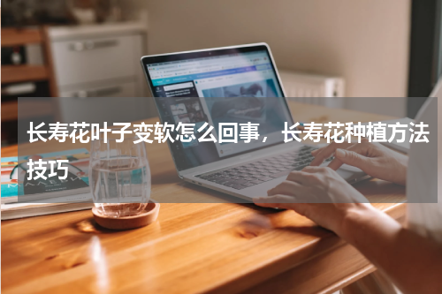 长寿花叶子变软怎么回事，长寿花种植方法技巧