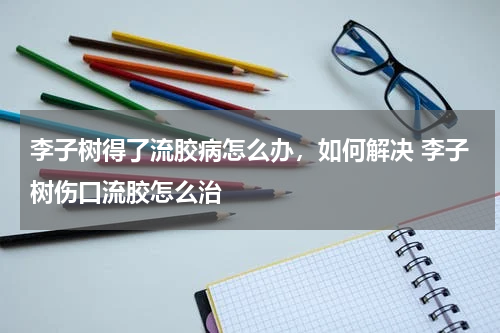 李子树得了流胶病怎么办，如何解决 李子树伤口流胶怎么治