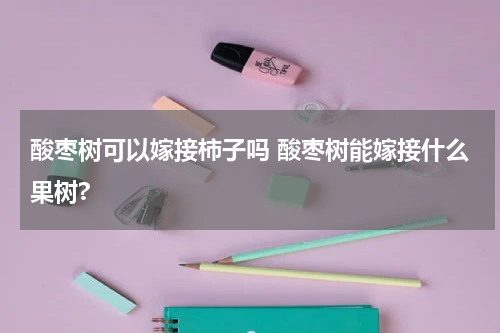 酸枣树可以嫁接柿子吗 酸枣树能嫁接什么果树?