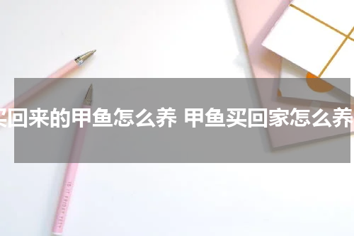 买回来的甲鱼怎么养 甲鱼买回家怎么养